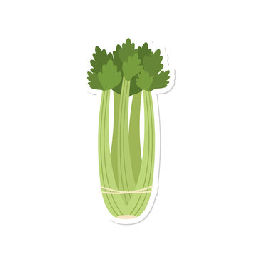 Fresh green celery stalks bunch tied with twine vector illustration isolated on transparent background for healthy diet grocery store or culinary recipe design.