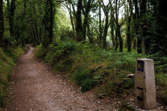 Camino de Santiago Trail Marker in Lush Forest, Galicia, Spain