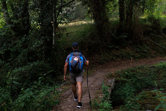 Man Hiker with Backpack on Forest Path, Galicia, Spain