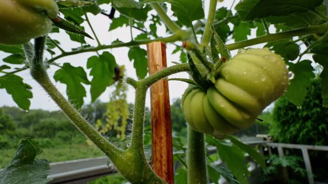 Unripe Ribbed Tomatoes Grow on Vines With Rain Droplets in a Garden, Close View Shows Fresh Produce and Natural Growth