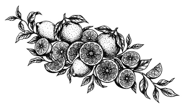 Hand Drawn Lemon Orange and Leaf Citrus Collection