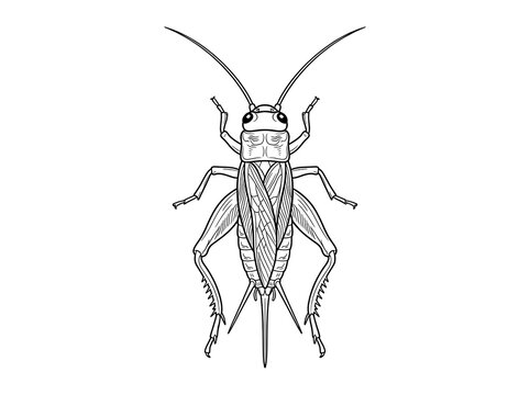 Insect line art top view
