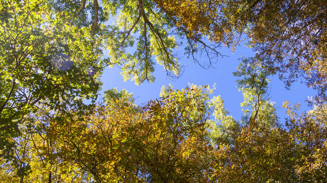 Copas de &aacute;rboles con hojas amarillas y verdes bajo el cielo azul