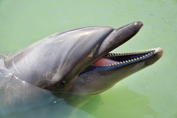 海面から顔を出す可愛いイルカ © 裕人 石原
