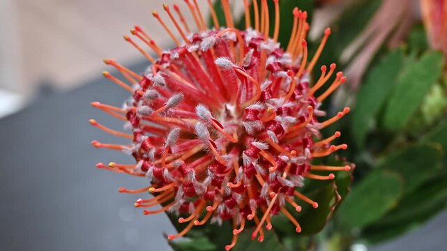 A close-up macro shot of a vibrant orange pincushion protea flower (Leucospermum cordifolium) in full bloom, showcasing its unique geometric pin-like petals and spherical blossom structure.