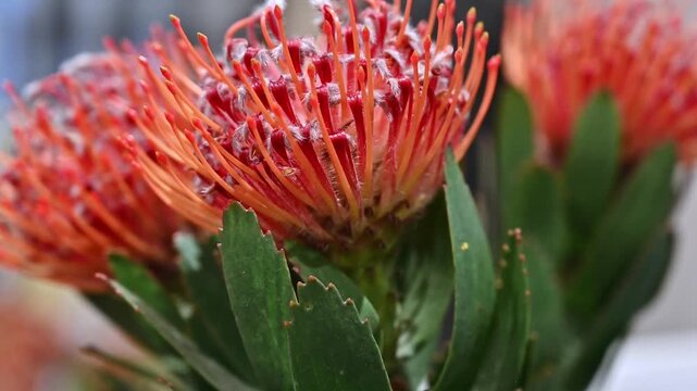 A close-up macro shot of a vibrant orange pincushion protea flower (Leucospermum cordifolium) in full bloom, showcasing its unique geometric pin-like petals and spherical blossom structure.
