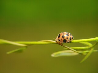 The ladybug is a small insect, measuring 1–10 mm, known for its striking red shell and black spots. © Ainur