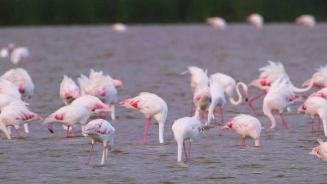 Flamingos gathered in shallow water in Amboseli National Park, Kenya, with the surrounding savanna landscape creating a natural African wildlife scene.