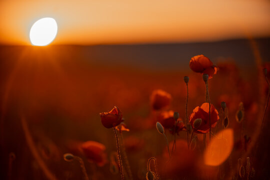 Blooming red poppy flowers glowing under warm golden hour sunlight in expansive meadow landscape