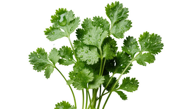 Fresh green cilantro leaves with water droplets, isolated on transparent background