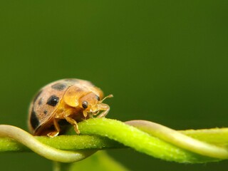 The ladybug is a small insect, measuring 1–10 mm, known for its striking red shell and black spots. © Ainur