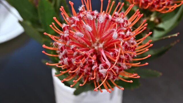 A close-up macro shot of a vibrant orange pincushion protea flower (Leucospermum cordifolium) in full bloom, showcasing its unique geometric pin-like petals and spherical blossom structure.