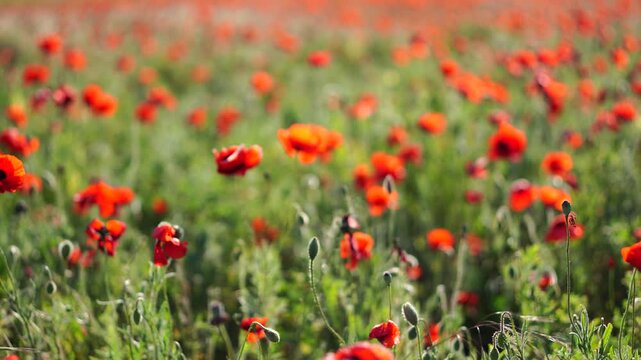 Poppies meadow spring: Red poppy flowers bloom in a green field during springtime for pollination.
