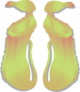 Tropical Pitcher Plant, vector isolated on white
