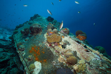 Underwater sealife and corals on and around a shipwreck in the caribbean sea around Bonaire. © V.Devolder