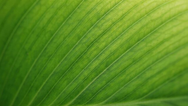Closeup of vibrant green leaf texture with parallel veins and natural patterns