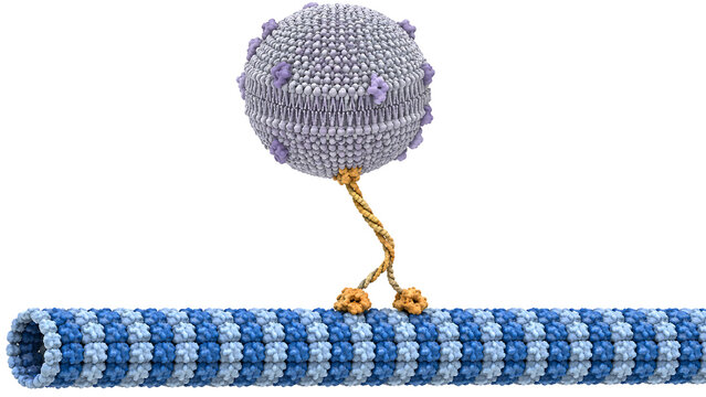 Kinesin Motor Protein Carrying Vesicle Along Microtubule