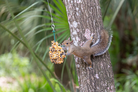 Squirrel hanging from a tree to reach feeder