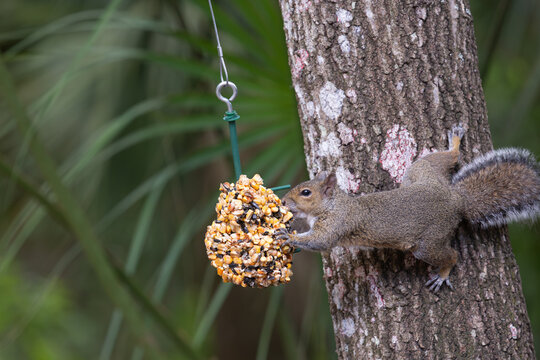 Squirrel reaching for feeder in a tree