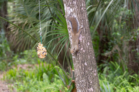 Squirrel climbing a tree near a feeder