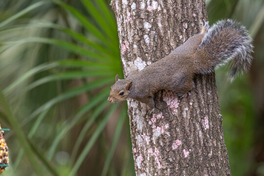 Squirrel climbing a tree near a feeder with food