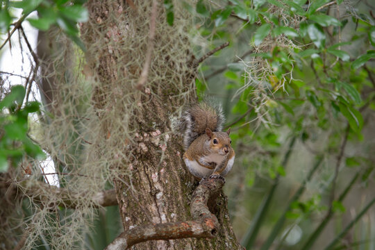 Squirrel sitting on a branch of a tree in the forest