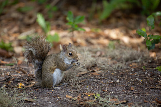 Squirrel eating sunflower seeds on the ground in a wooded area
