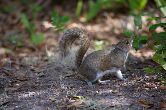 Squirrel explores the ground in a wooded area with nose looking up