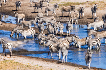Chapman's Zebras (Equus quagga chapmani) gather at the Boteti River in Botswana during the dry season, long exposure © FaerOut