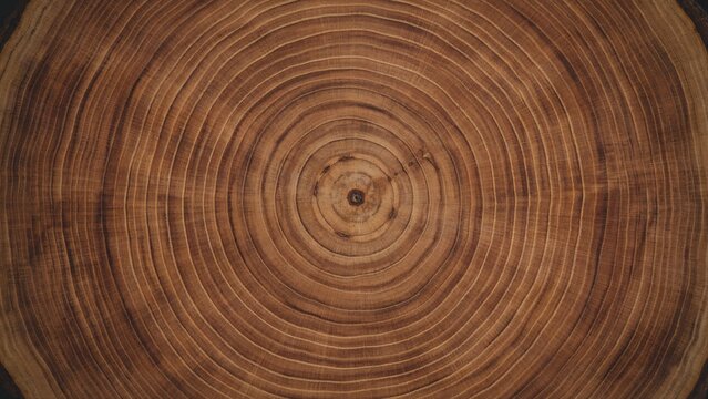 Cross section of a tree trunk showing annual growth rings