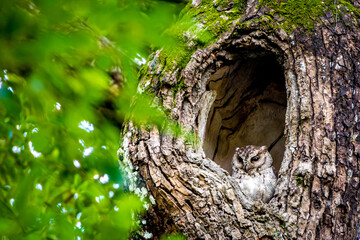 Fototapeta premium Collared scops owl watches from a hollow tree among green leaves