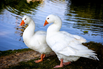 Pair of white domestic geese stand together beside blue water © 柏佑 鄧