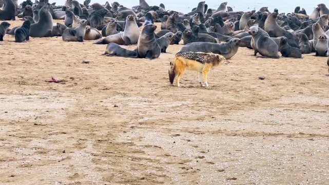 Jackals Competing for Food Among Cape Fur Seals, Skeleton Coast, Namibia