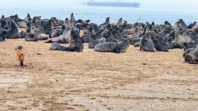 Jackals Competing for Food Among Cape Fur Seals, Skeleton Coast, Namibia