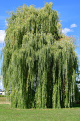 Babylon willow in summertime in Germany © hjschneider