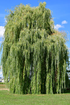 Babylon willow in summertime in Germany