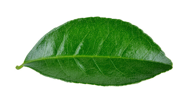 Single vibrant green citrus leaf with textured surface, isolated on transparent background