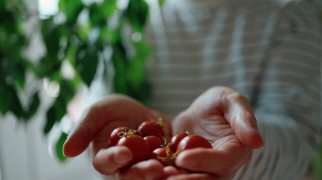 Young man proudly displaying fresh, ripe cherry tomatoes from his successful urban harvest, holding the small vegetables in his hands while smiling, surrounded by lush green plants