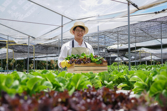 A man wearing a straw hat is carrying a crate of vegetables in a greenhouse