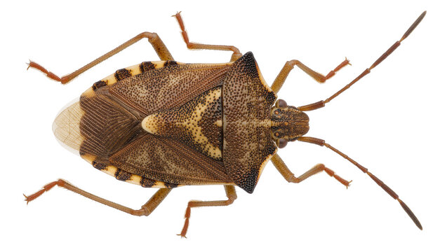 Brown stink bug with patterned shell, isolated on transparent background