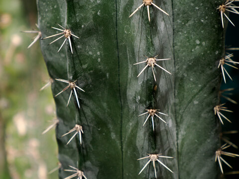 Close-Up of Columnar Cactus Spines on Ribbed Green Stem
