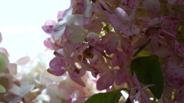Close-up photograph of delicate hydrangea blossoms with pale green petals in soft natural sunlight, featuring shallow depth of field and a gentle botanical background.