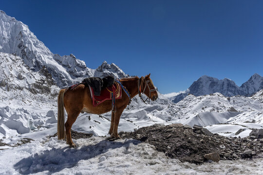 Pack Horse on Snowy Himalayan Trail Near Everest Base Camp Nepal