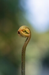 Macro photo of young fern fiddlehead unfurling in forest © chris