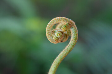 Macro view of fuzzy unfurling fern fiddlehead spiral close up © chris