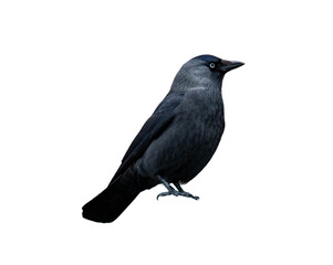 Fototapeta premium Full body Eurasian jackdaw in side view isolated on transparent background