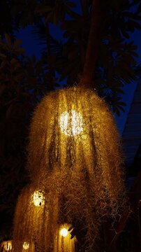 Illuminated Woven Lanterns Hang Beneath a Leafy Tree at Dusk, Creating Warm Rustic Outdoor Ambience Vertical video.