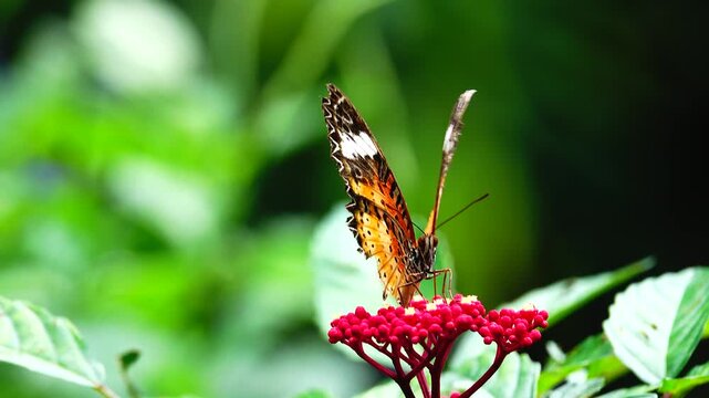 A colorful butterfly resting on a green leaf in a lush garden environment. Beautiful tropical insect, detailed wings, natural sunlight, wildlife macro shot, and summer garden concept.