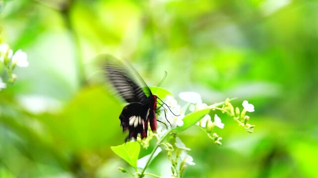 A colorful butterfly resting on a green leaf in a lush garden environment. Beautiful tropical insect, detailed wings, natural sunlight, wildlife macro shot, and summer garden concept.
