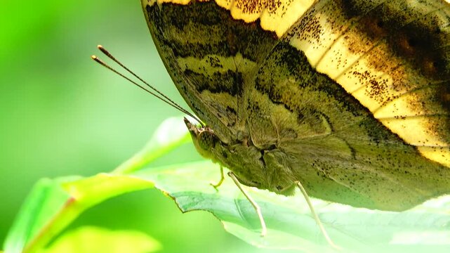 A colorful butterfly resting on a green leaf in a lush garden environment. Beautiful tropical insect, detailed wings, natural sunlight, wildlife macro shot, and summer garden concept.